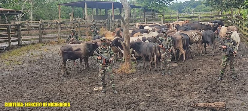 ganado